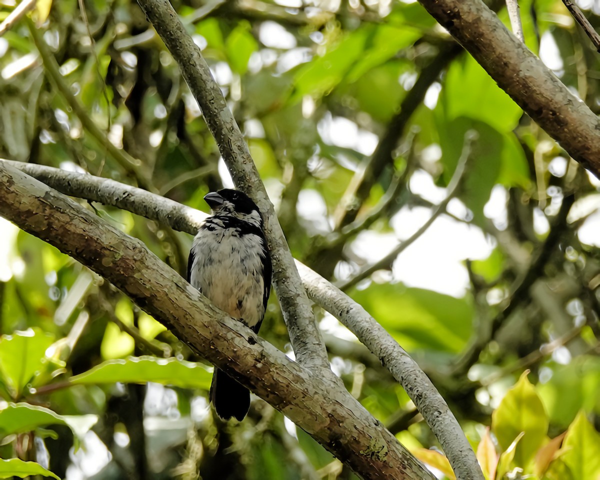 Variable Seedeater - ML619969339