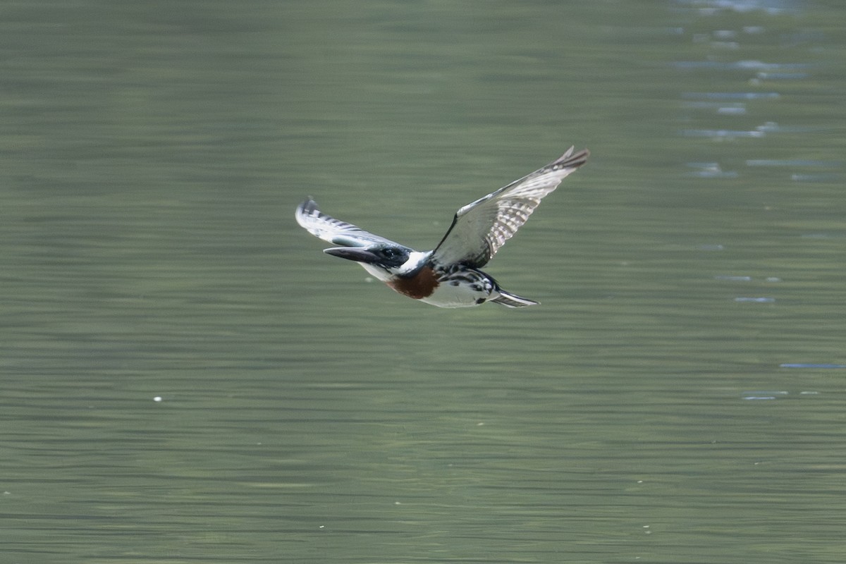 Martin-pêcheur d'Amazonie - ML619969345