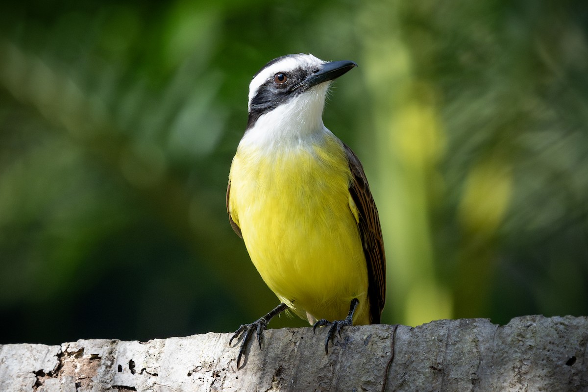 Great Kiskadee - ML619969354