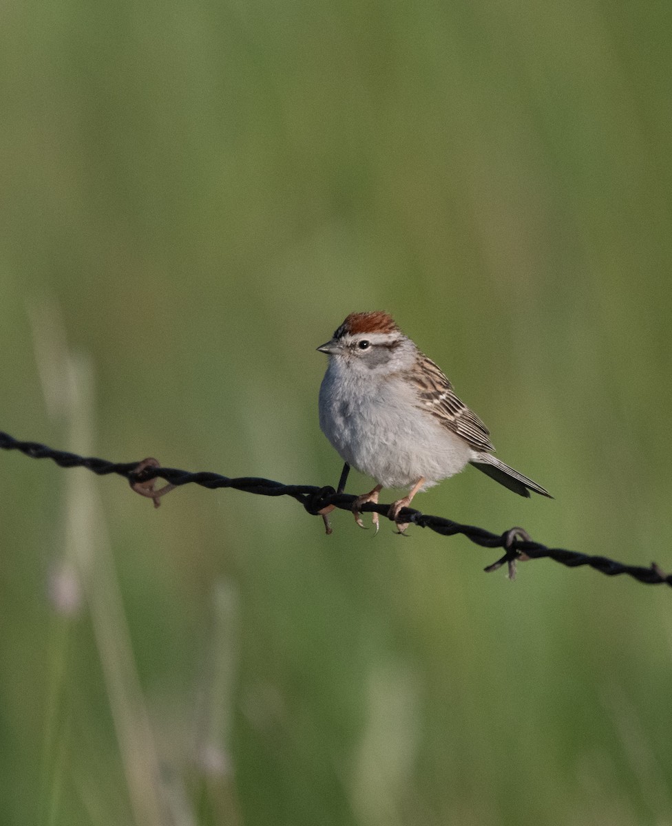 Chipping Sparrow - ML619969356
