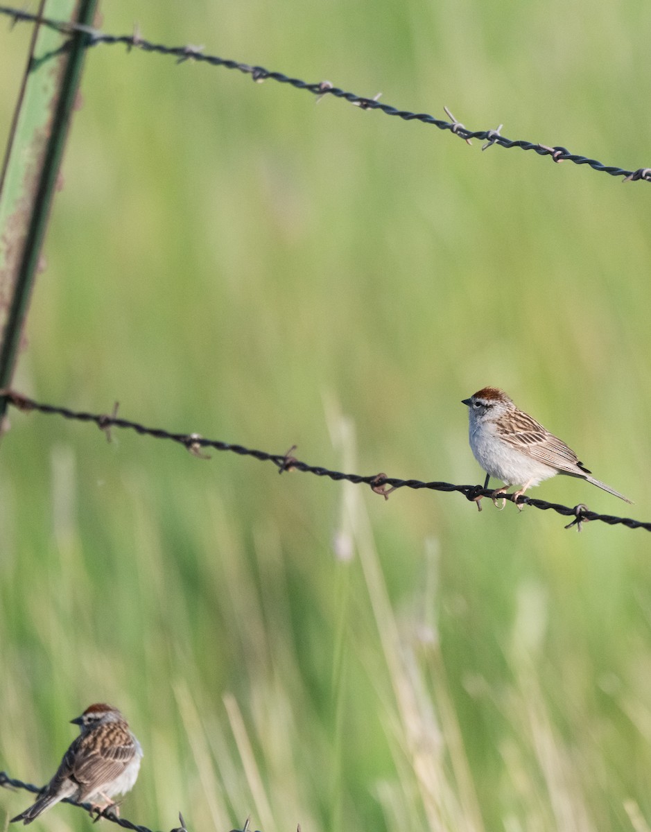Chipping Sparrow - ML619969357
