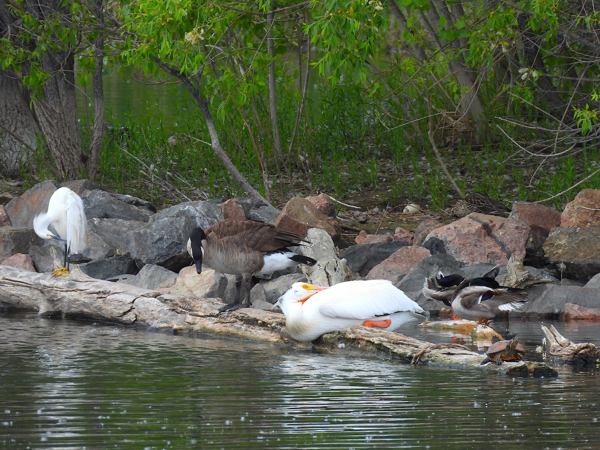 Snowy Egret - ML619969366