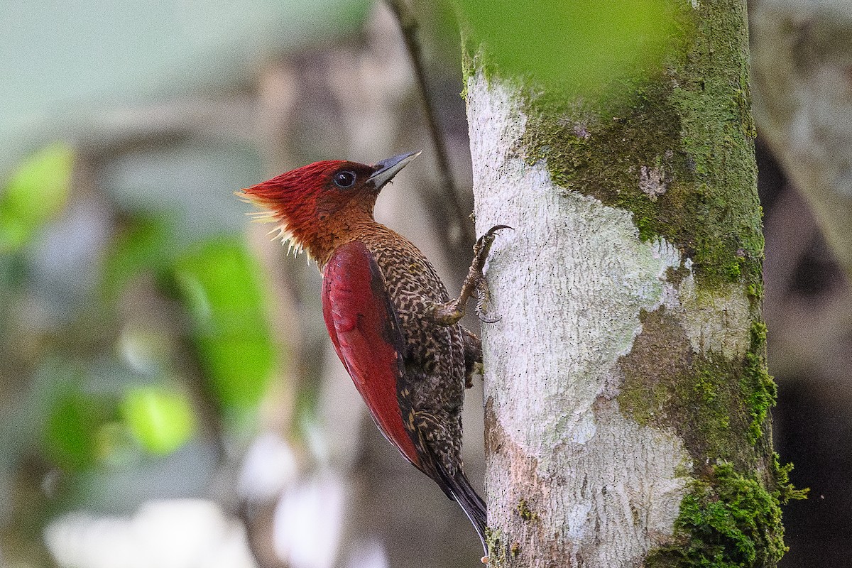 Banded Woodpecker - ML619969368