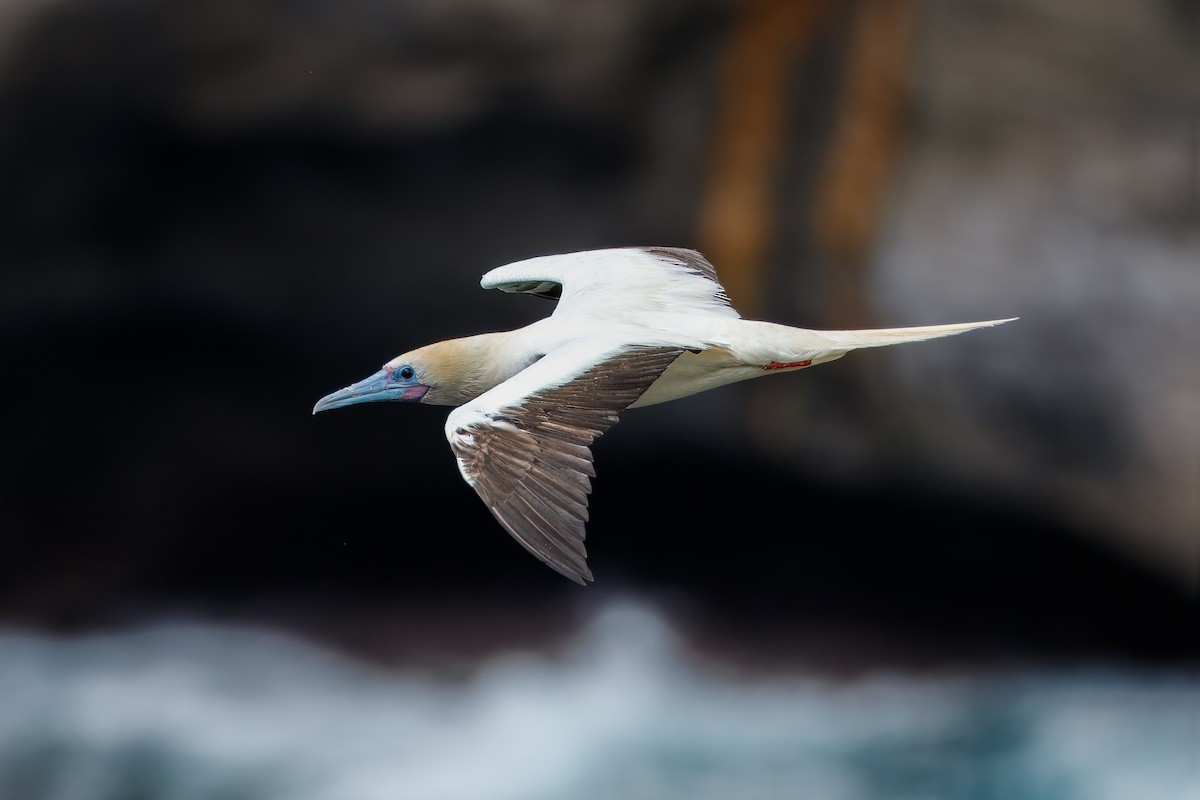 Red-footed Booby - ML619969418
