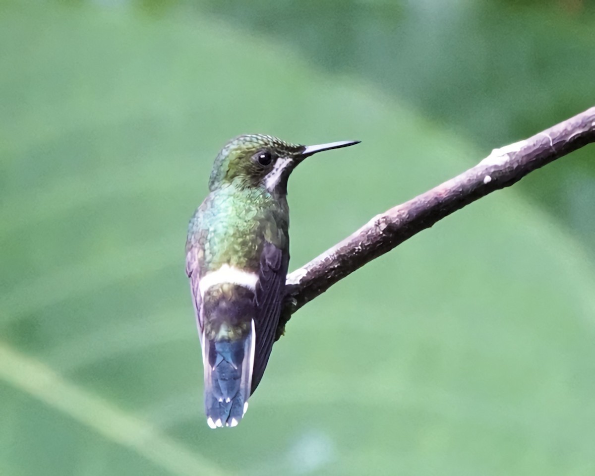 kolibřík trnoocasý - ML619969433