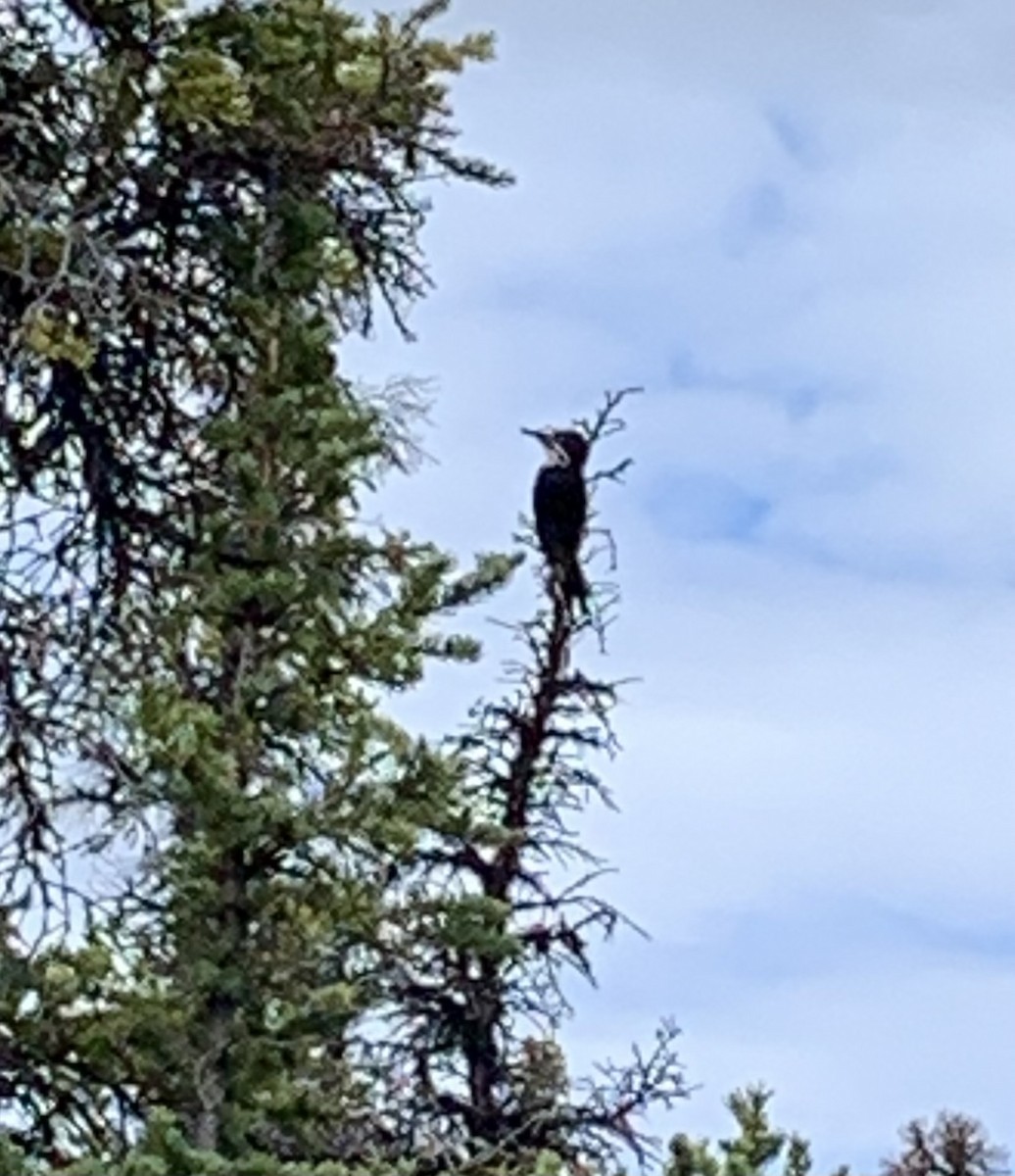 Black-backed Woodpecker - ML619969437