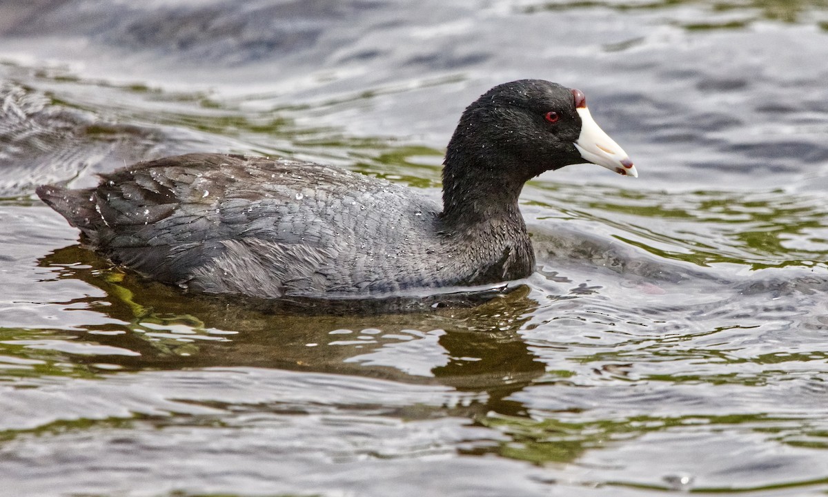 American Coot (Red-shielded) - ML619969458