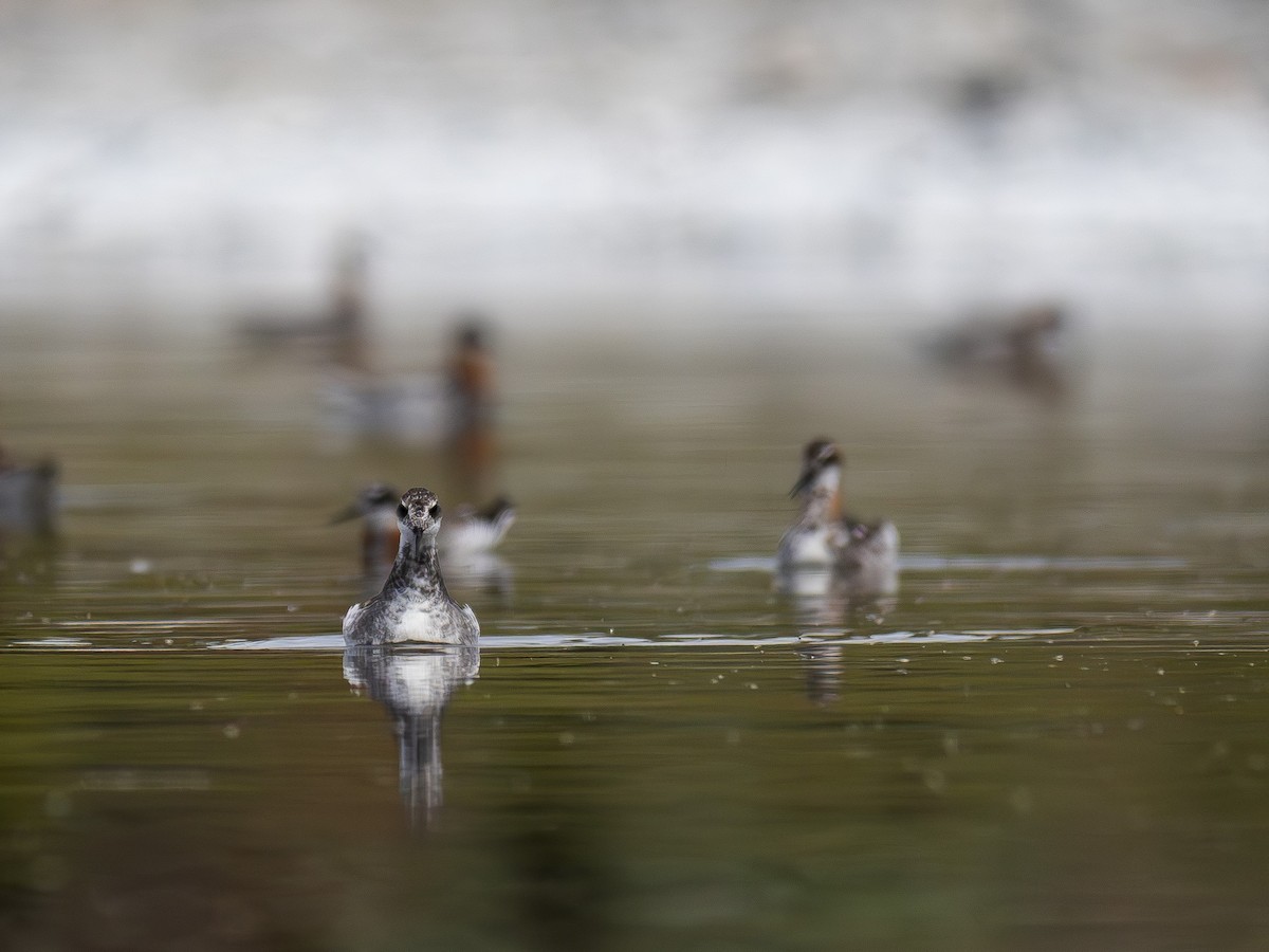 Phalarope à bec étroit - ML619969466