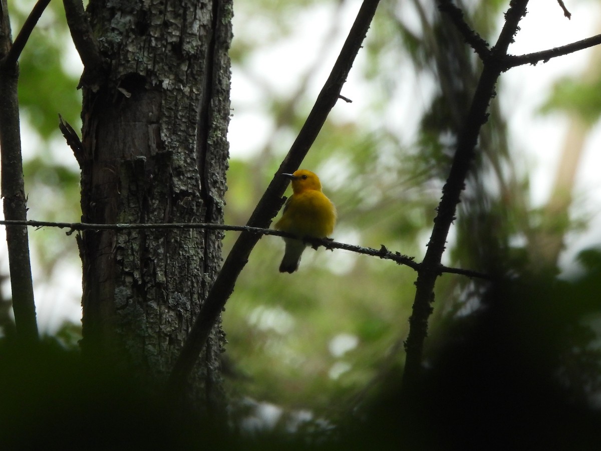 Prothonotary Warbler - ML619969483