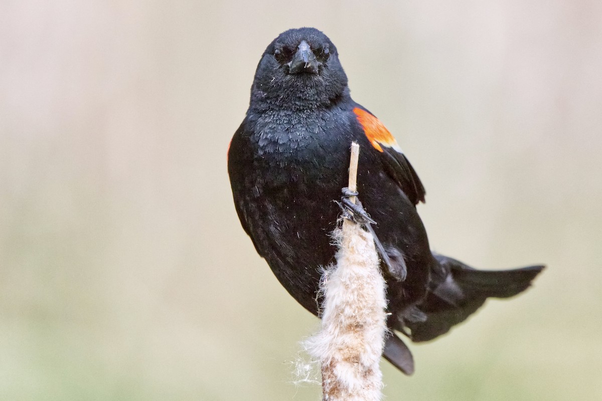 Red-winged Blackbird (Red-winged) - ML619969491