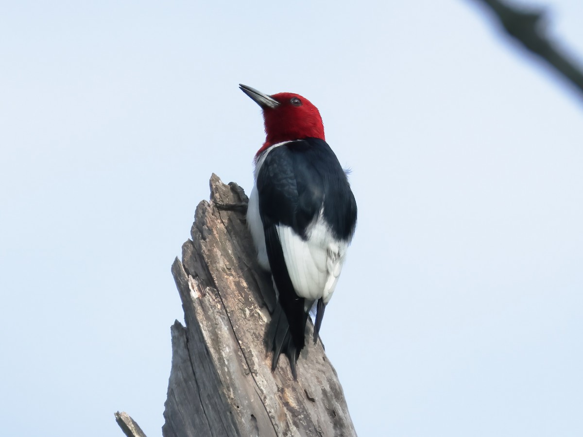 Red-headed Woodpecker - ML619969495