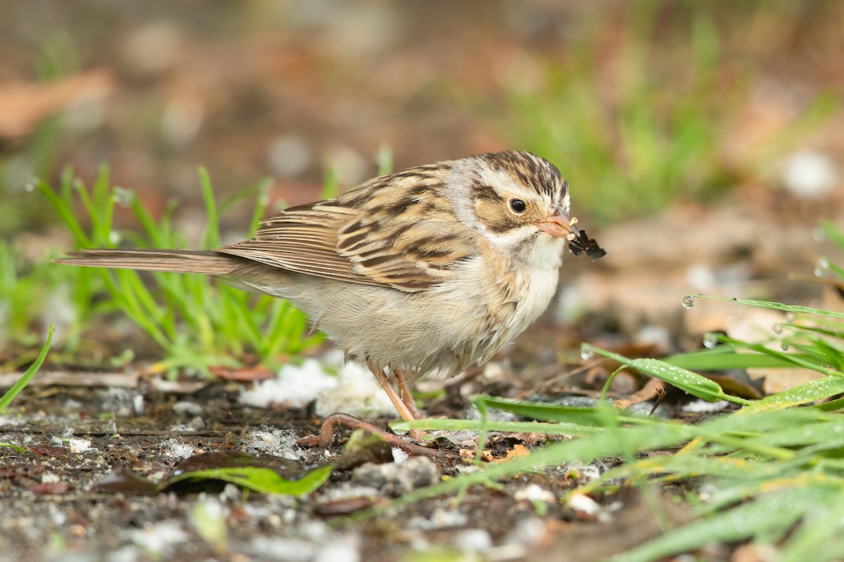 Clay-colored Sparrow - ML619969499