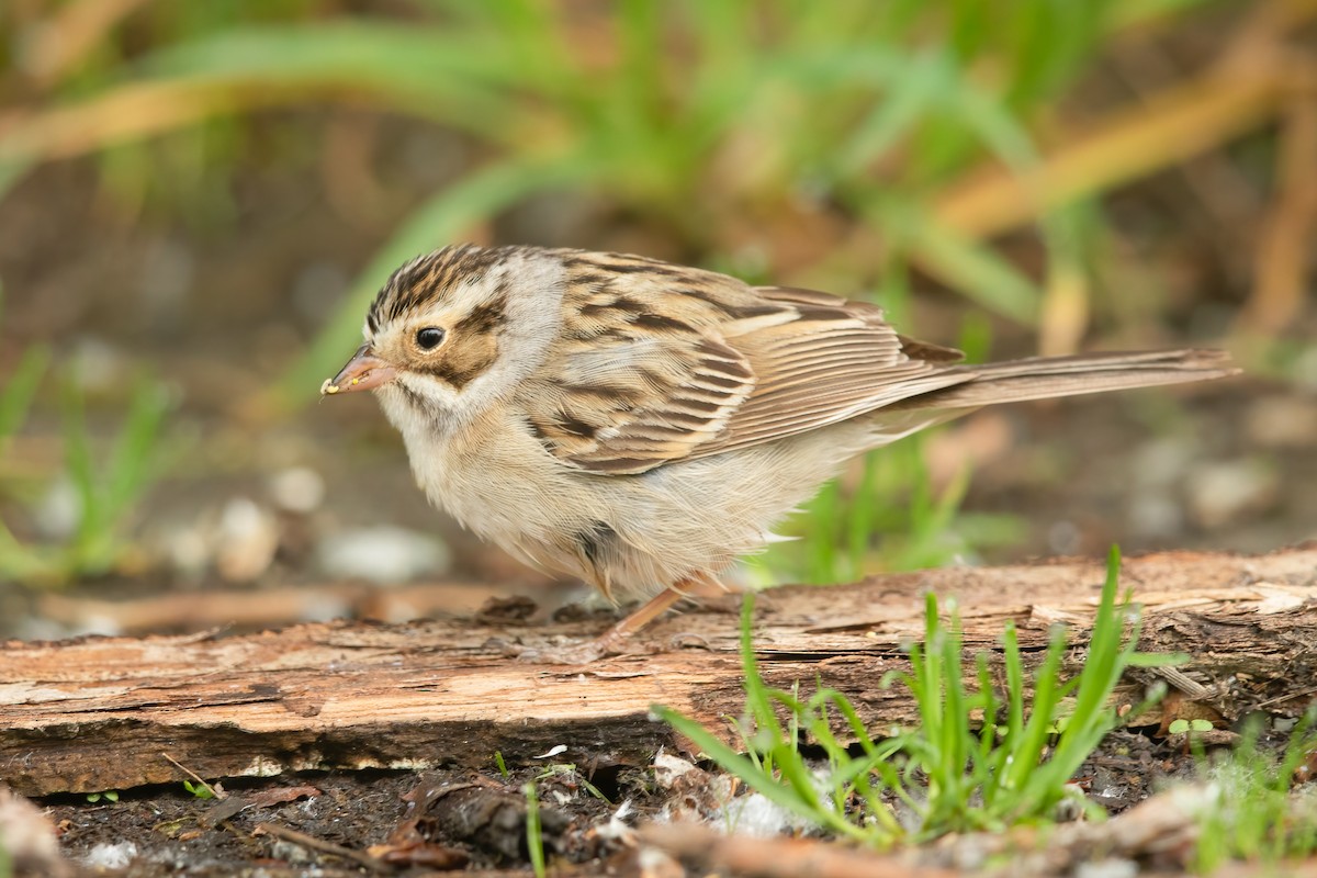 Clay-colored Sparrow - ML619969500