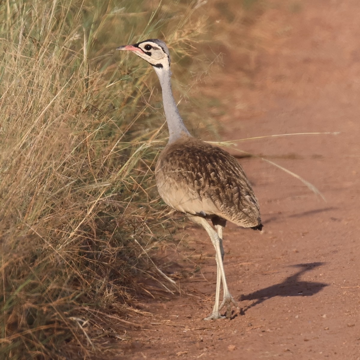 Outarde du Sénégal - ML619969507