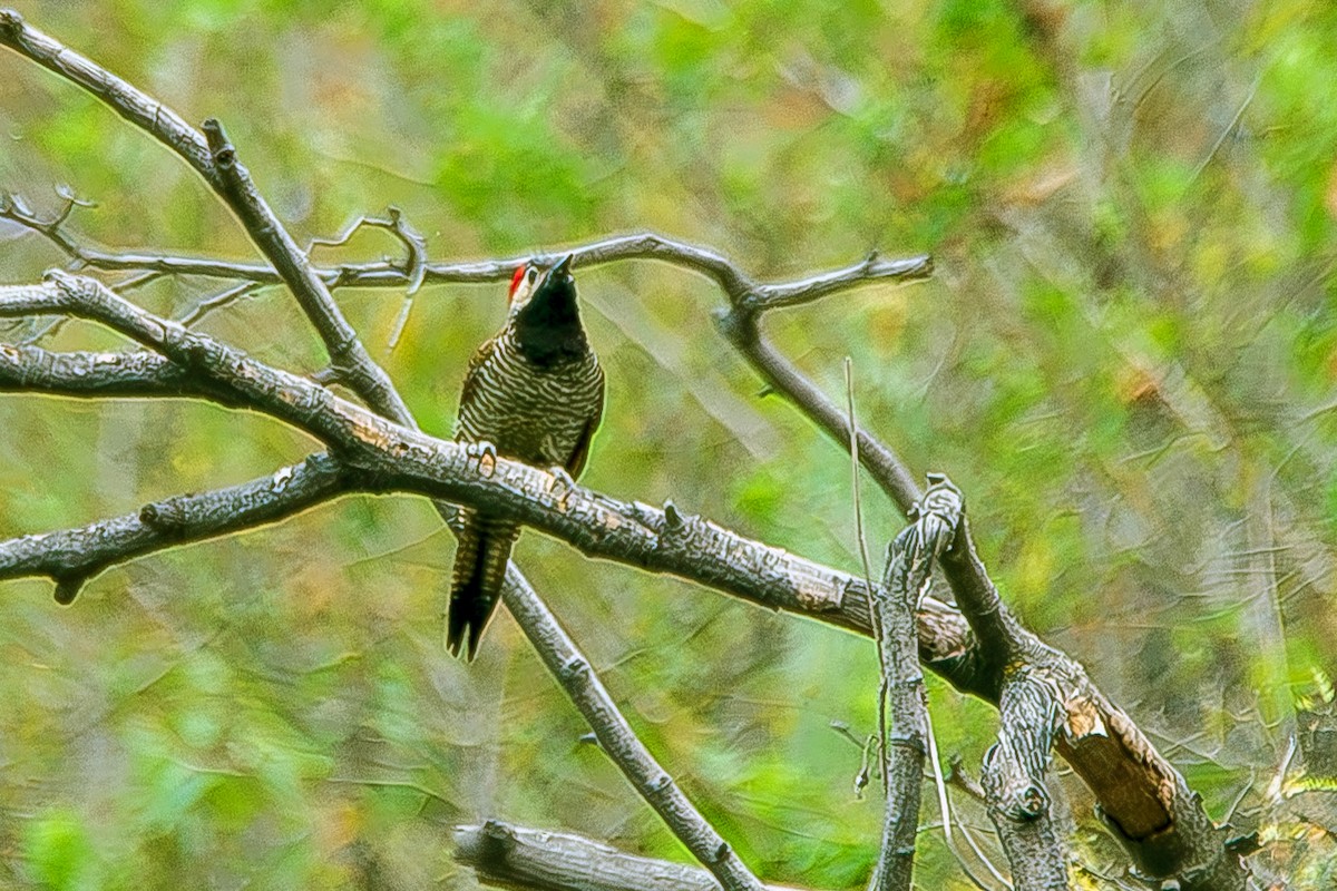 Black-necked Woodpecker - ML619969515