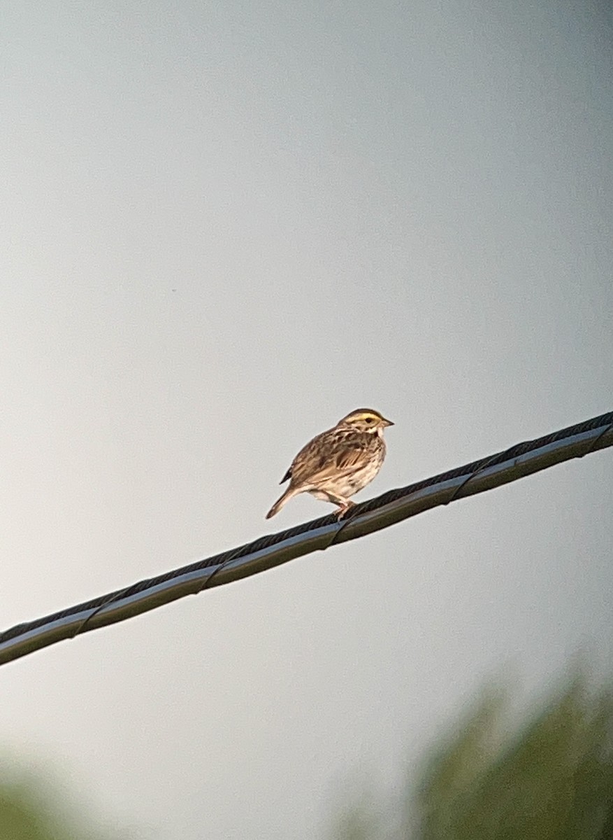 Savannah Sparrow - ML619969517