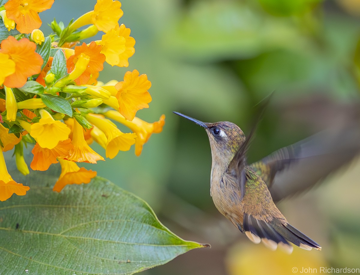 kolibřík hnědotemenný - ML619969521