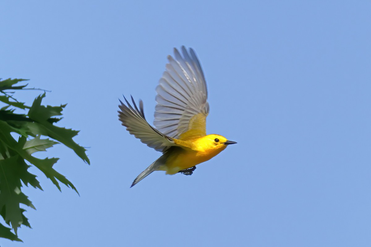 Prothonotary Warbler - ML619969534