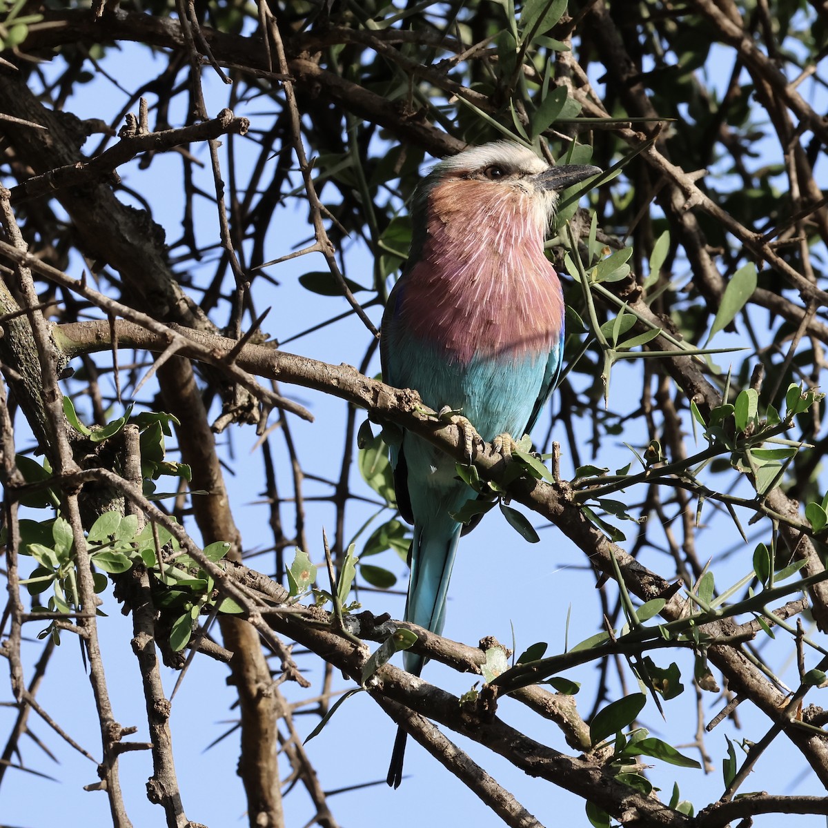 Lilac-breasted Roller - ML619969540