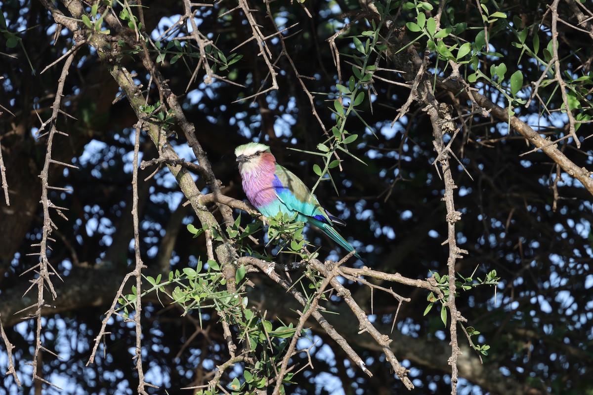 Lilac-breasted Roller - ML619969541