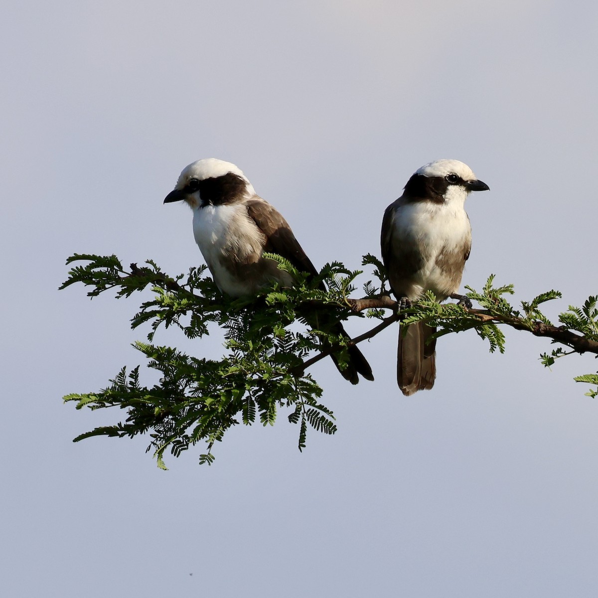 White-rumped Shrike - ML619969555