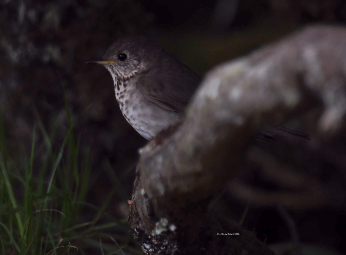 Gray-cheeked Thrush - ML619969556