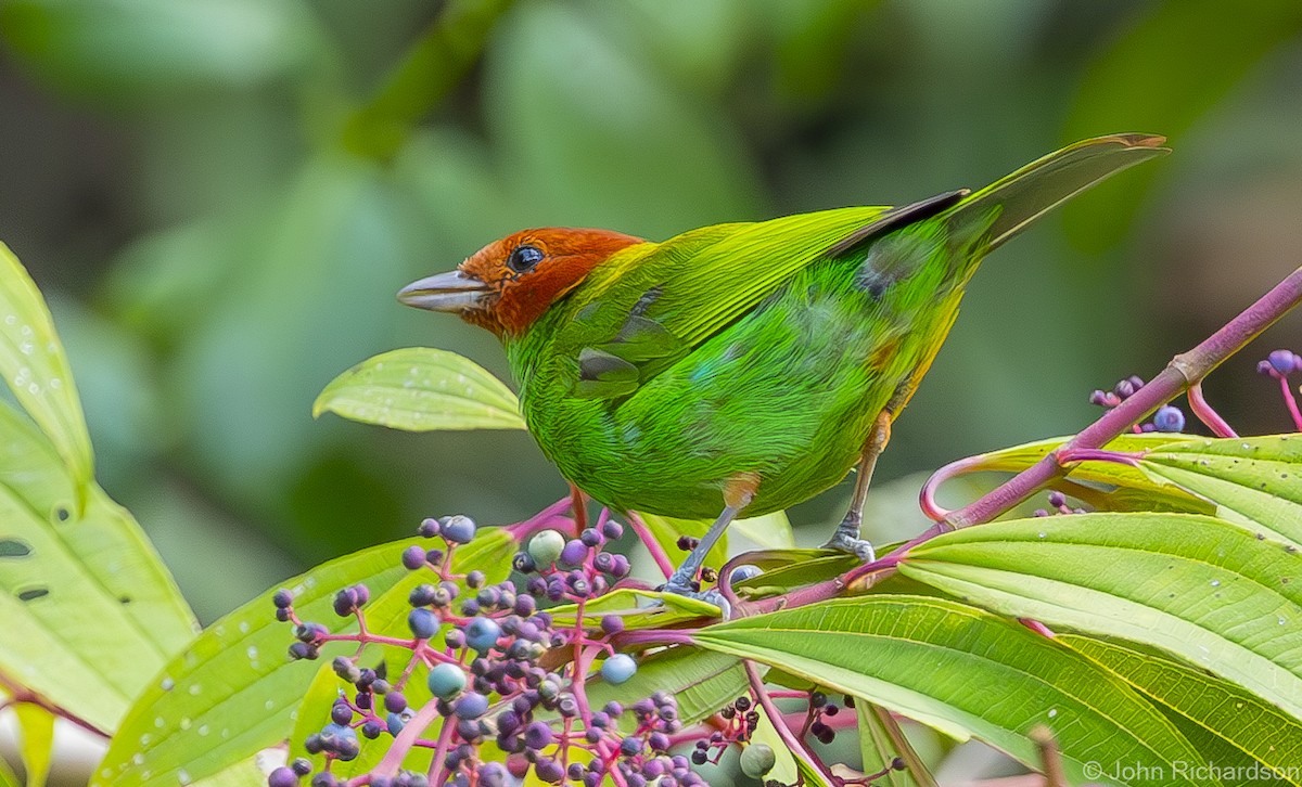 Bay-headed Tanager (Bay-and-green) - ML619969576