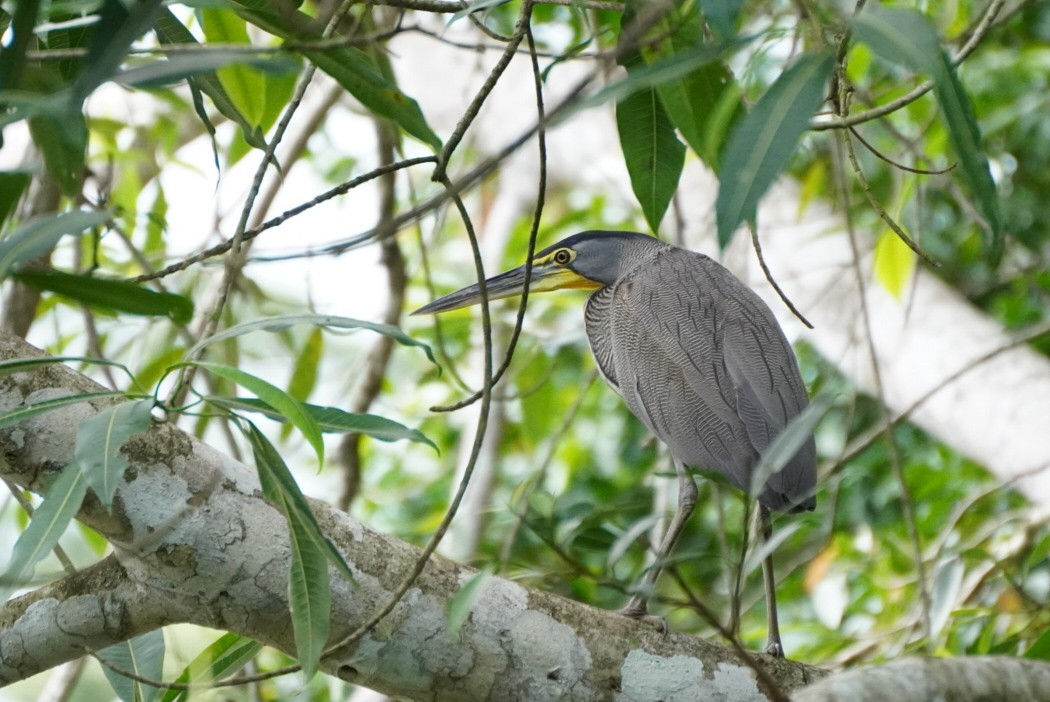 Bare-throated Tiger-Heron - ML619969587