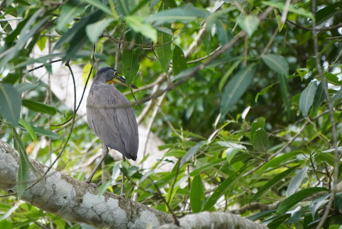 Bare-throated Tiger-Heron - ML619969588