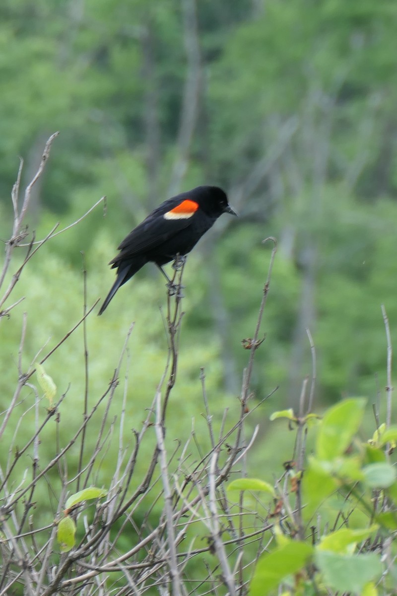 Red-winged Blackbird - ML619969599