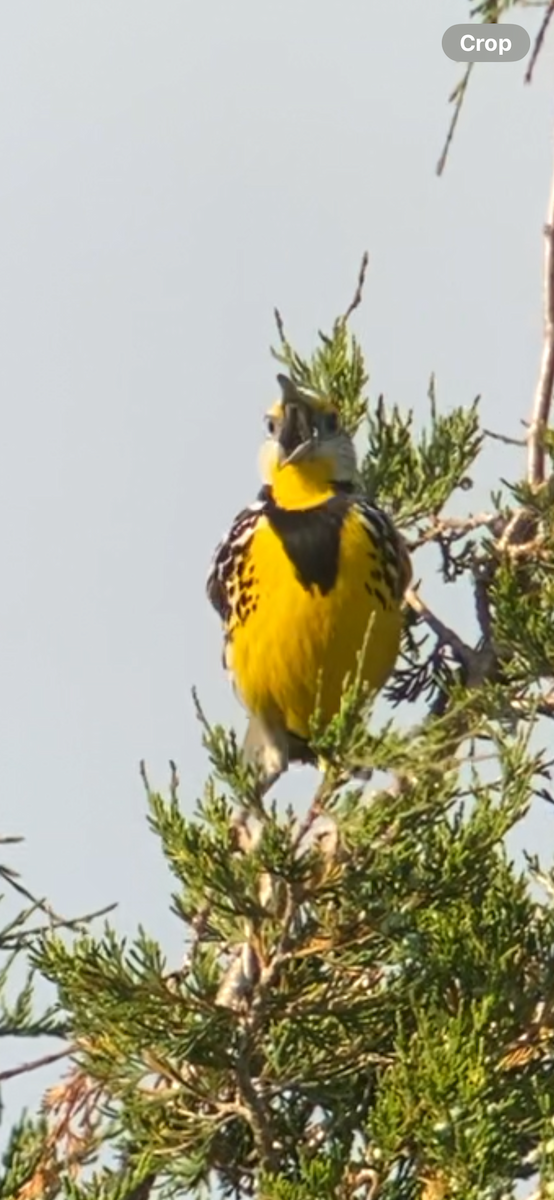 Eastern Meadowlark - ML619969607