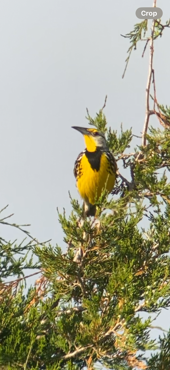 Eastern Meadowlark - ML619969608