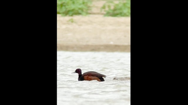 Southern Pochard - ML619969617