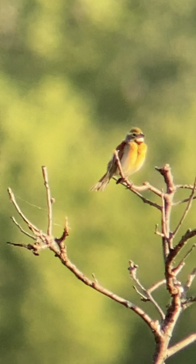 Dickcissel d'Amérique - ML619969635