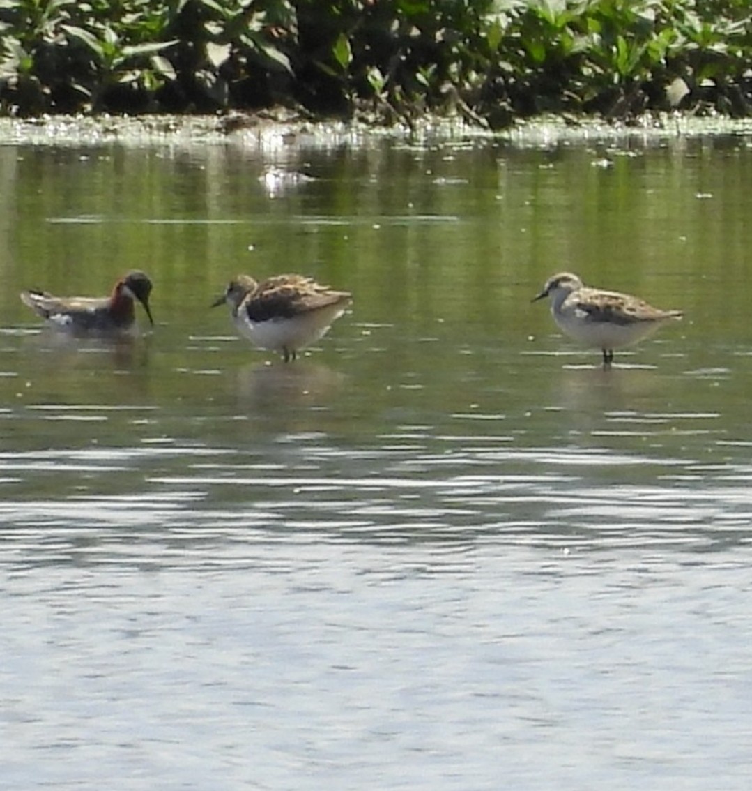 Semipalmated Sandpiper - ML619969639