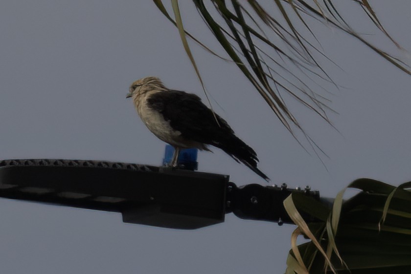 Caracara Chimachima - ML619969644