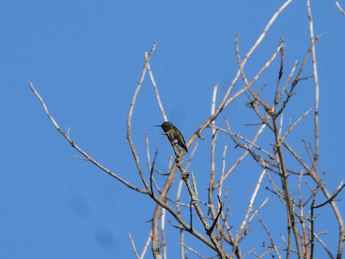Ruby-throated Hummingbird - ML619969652