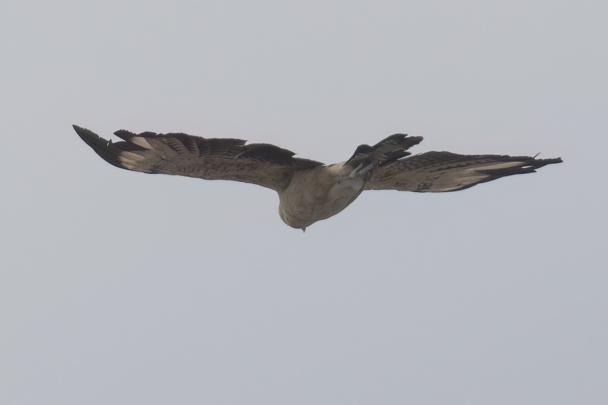 Yellow-headed Caracara - ML619969658