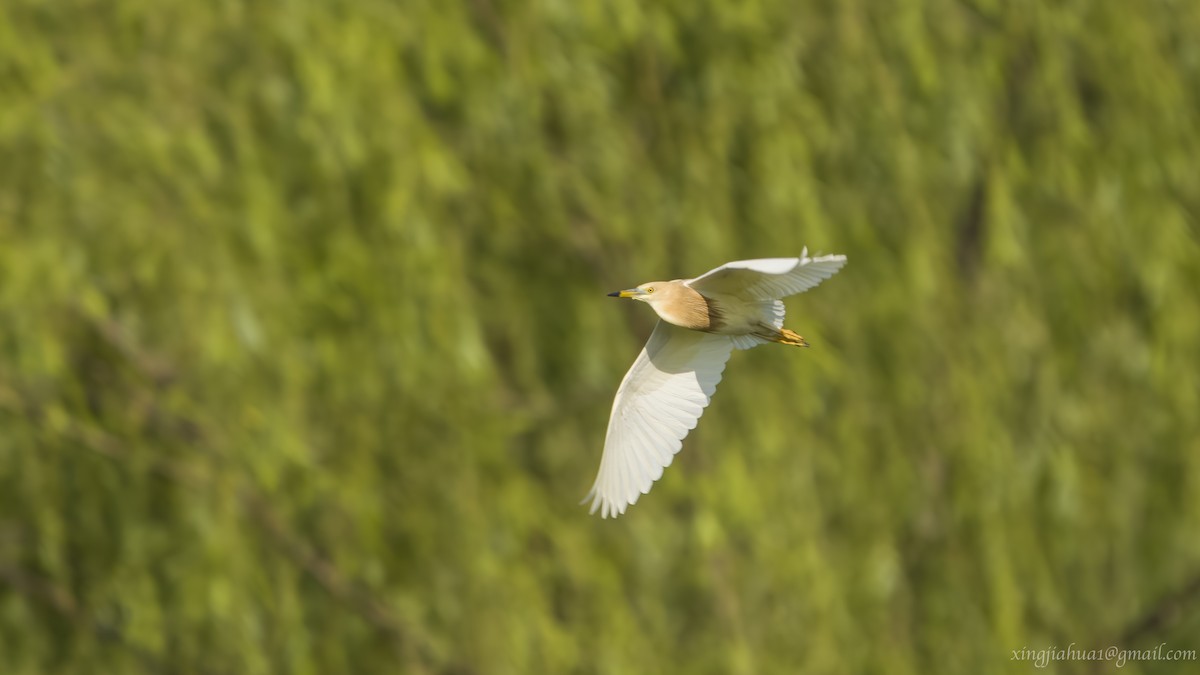 Javan Pond-Heron - ML619969666