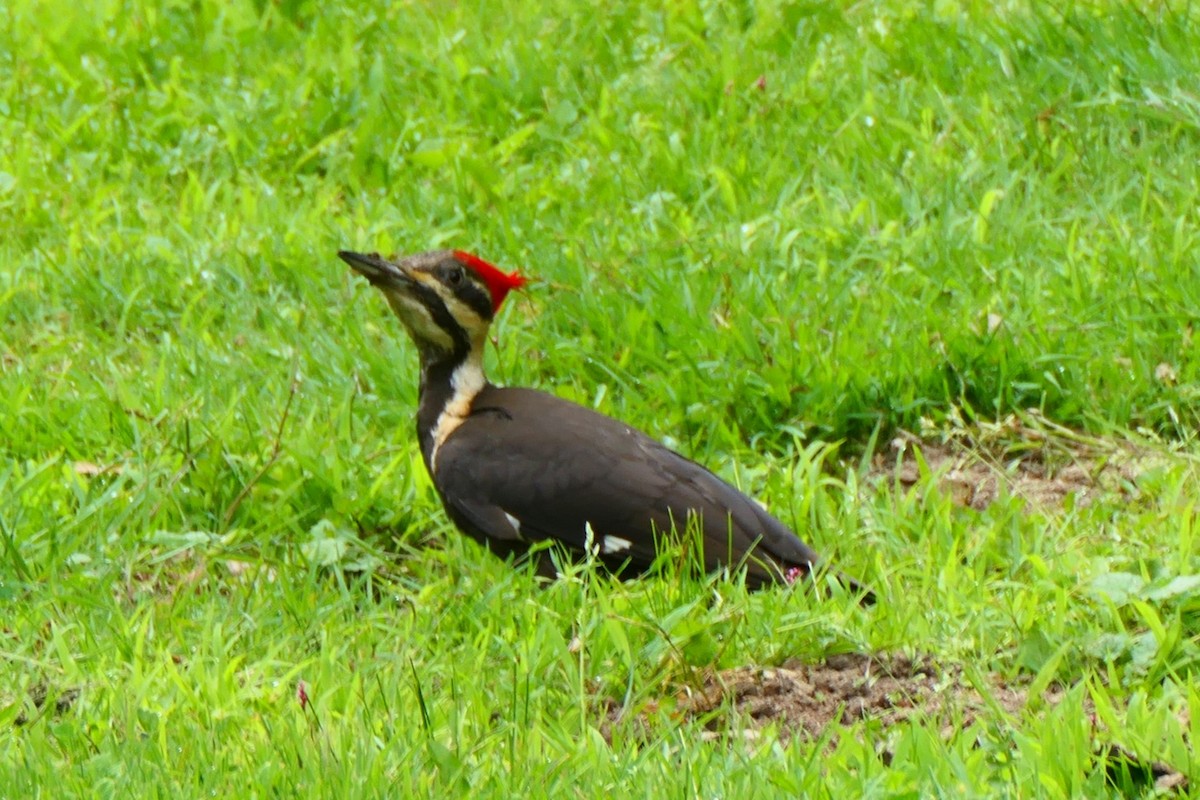 Pileated Woodpecker - ML619969692