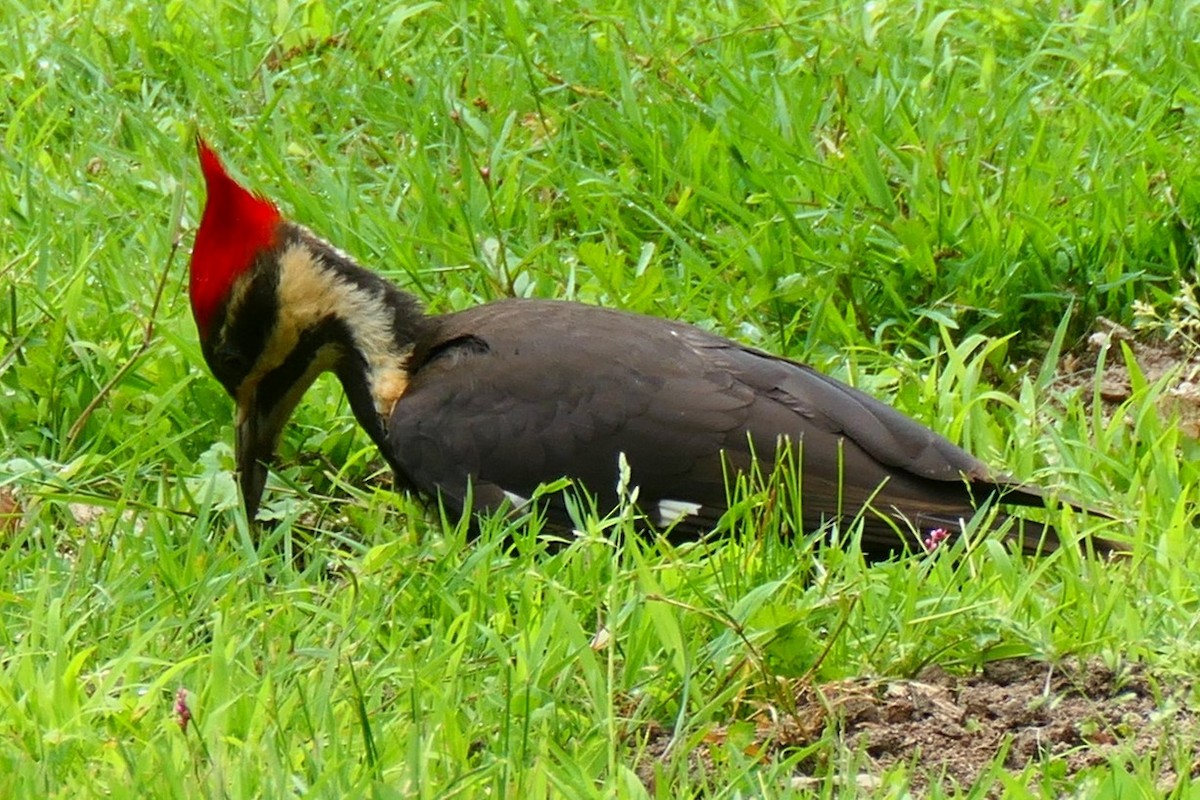 Pileated Woodpecker - ML619969694