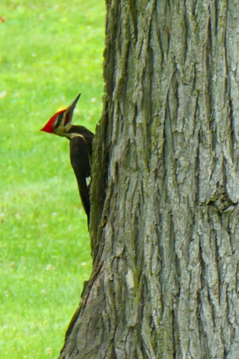 Pileated Woodpecker - ML619969695