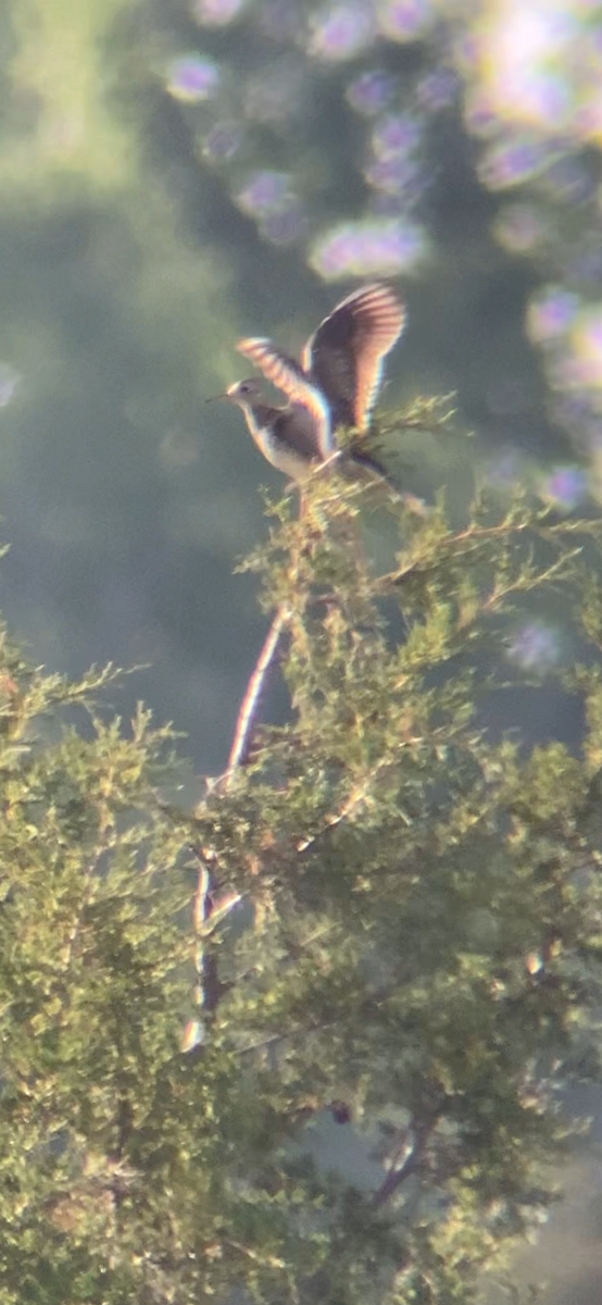 Upland Sandpiper - ML619969702