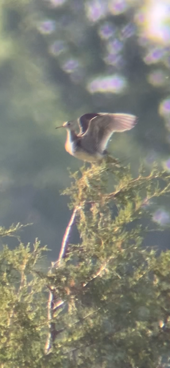 Upland Sandpiper - Tim Cornish