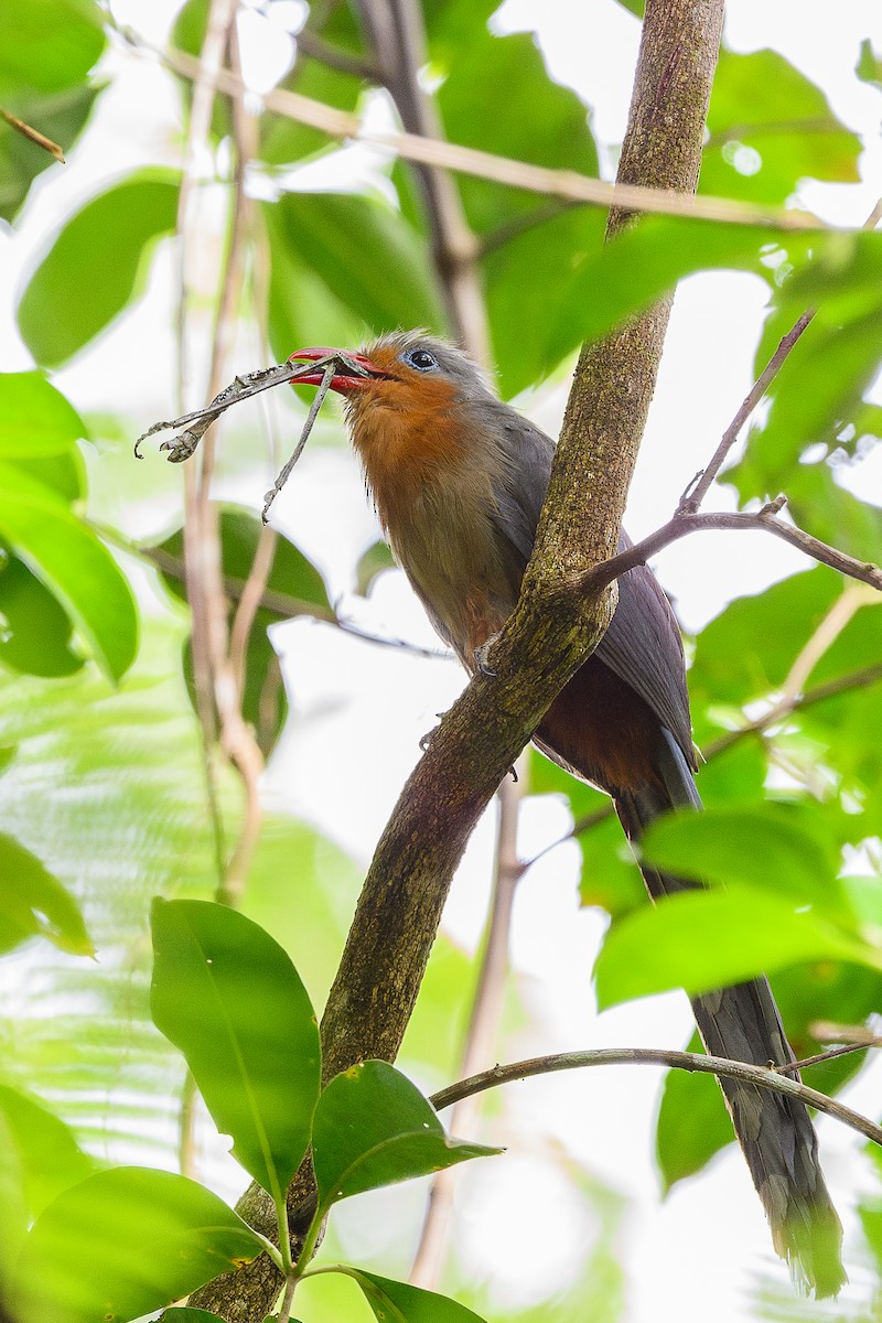 Red-billed Malkoha - ML619969724