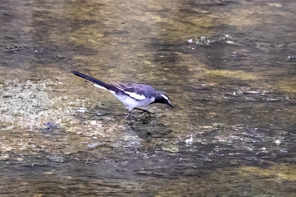White-browed Wagtail - ML619969732