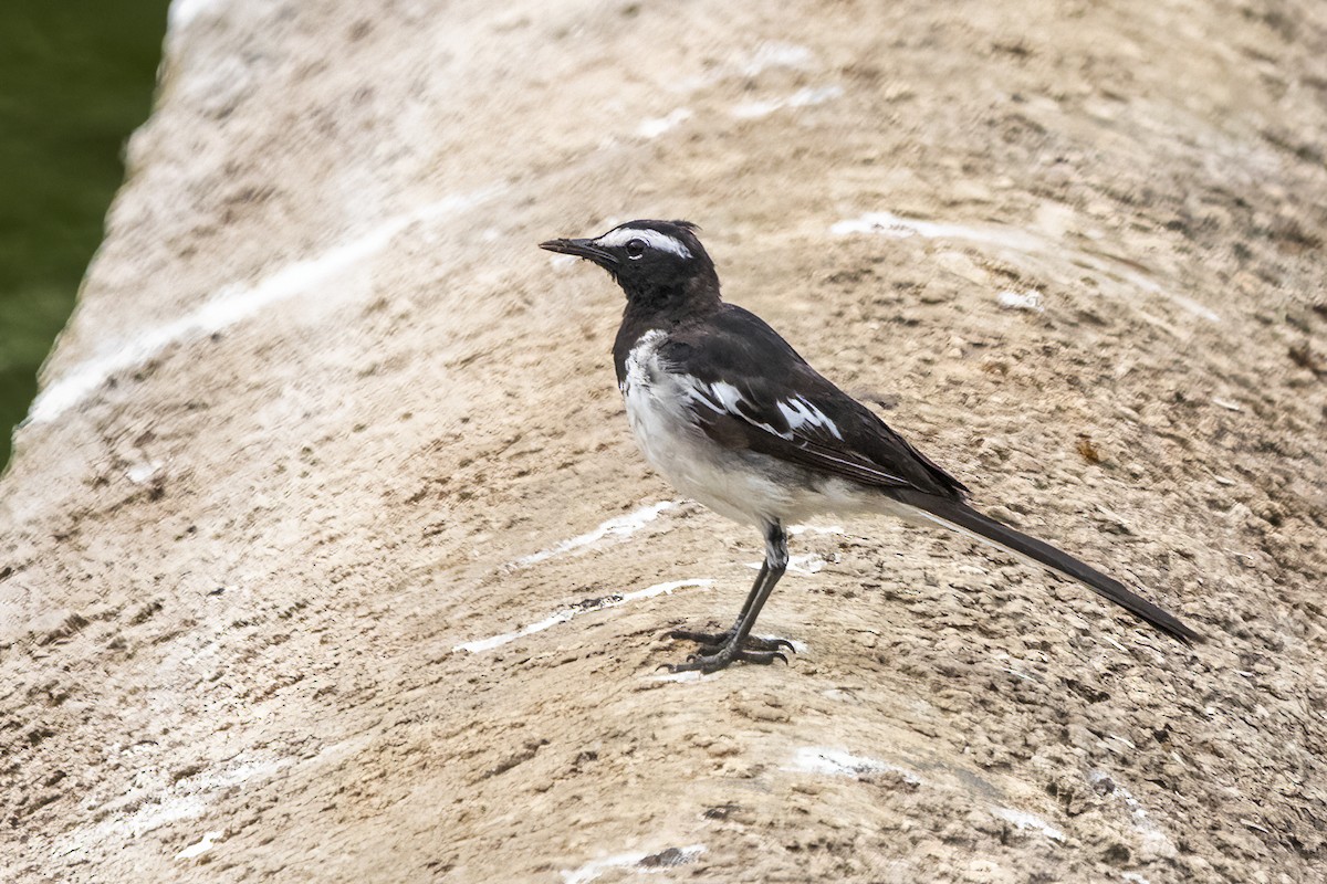 White-browed Wagtail - ML619969733