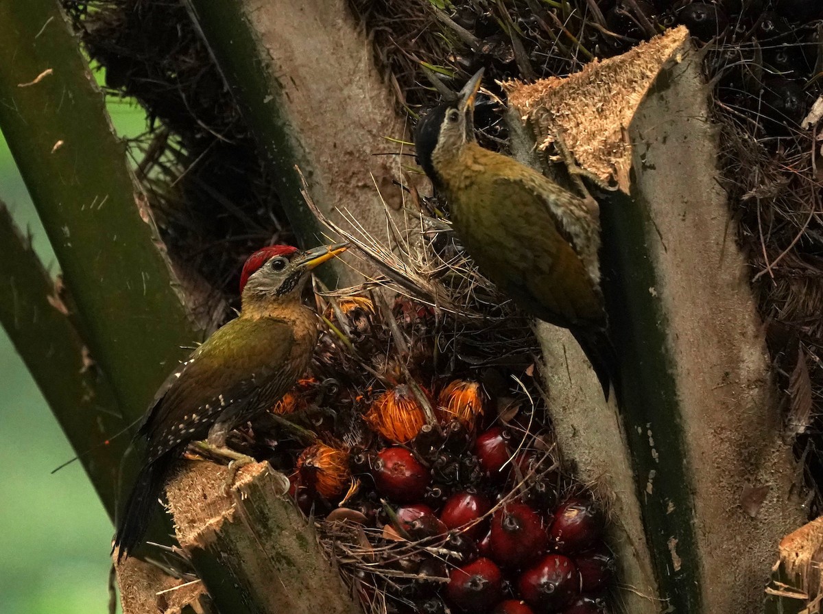 Laced Woodpecker - Keng Keok Neo