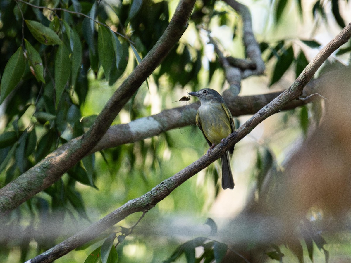 Yellow-olive Flatbill - ML619969753