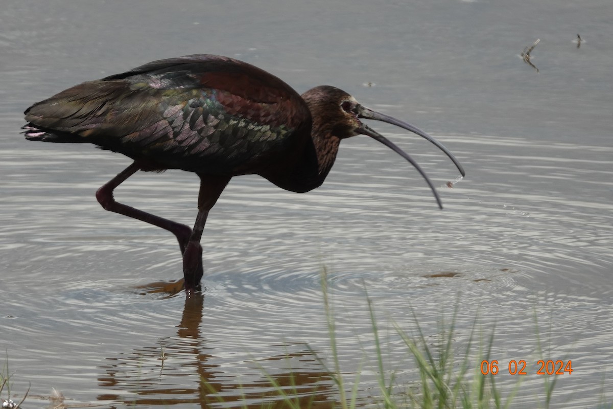 ibis americký - ML619969756